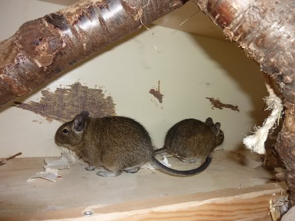 Degu world store